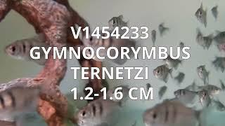 V1454233 | Gymnocorymbus Ternetzi 1,2-1,6 cm