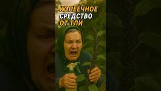 Как быстро избавиться от ТЛИ