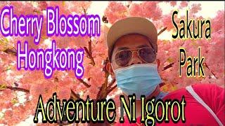 Cherry blossom Hongkong Adventure Ni Igorot Gardener//North point