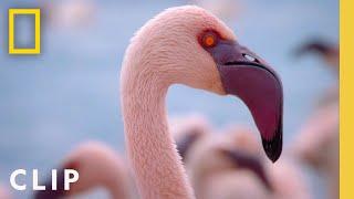 Protecting a Flamingo Paradise | Incredible Animal Journeys | National Geographic