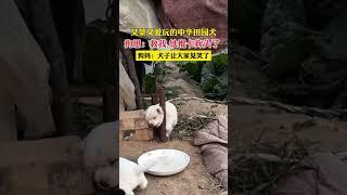 小狗崽头被卡住了，狗妈的救援方法堪称一绝