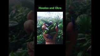 Hoodoo and Okra #hoodoo #htownhoodoo #spell #hoodootips #spells #witch