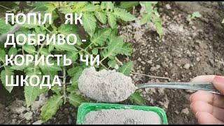 ПОПІЛ  ЯК  ДОБРИВО  - КОРИСТЬ  ЧИ  ШКОДА