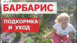 Чем подкормить барбарис