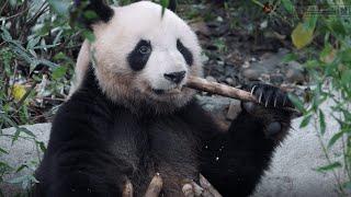 La vie quotidienne du panda Yuanmeng 圆梦 à Chengdu en Chine.