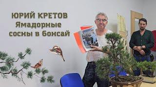 Юрий Кретов: Ямадорные сосны в бонсай @Studio.Bonsai