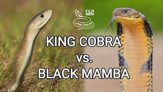 King cobra vs. Black mamba - Battle of the deadly snakes