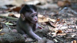 No milk for you #shorts #cute monkeyboy