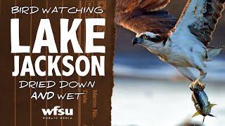 Is birding better at Lake Jackson when it's dried down?