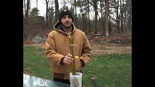 Planting Willows For Meat Rabbit Fodder