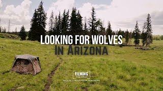 Looking For Wolves in Arizona | Filming The Wild