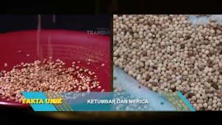 Apa Perbedaan Ketumbar Dan Merica | OMG!! (08/02/23)