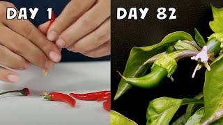 Growing Chilli from Seeds | 82 Day Timelapse