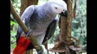 African Grey Parrot Presentation by MyParrots.gr