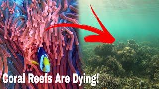 Why We Need To Save Coral Reefs