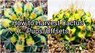 How to Harvest Cactus Pups/Offsets