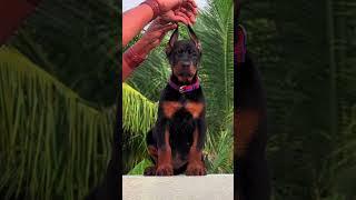 Growing up so fast   #europeandoberman #doberman