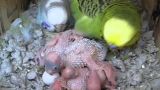 Hungry Baby Budgies