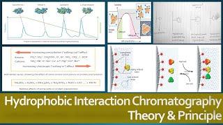 Hydrophobic Interaction Chromatography: Theory and Principle, Protein Purification Method