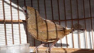 kicauan burung wambi mini lokal gacor