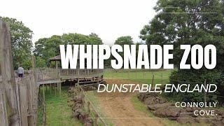 Whipsnade Zoo | ZSL Whipsnade Zoo | Dunstable | England | Things To Do In Dunstable