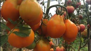 Эти сорта томатов буду сажать всегда. Сезон 2022