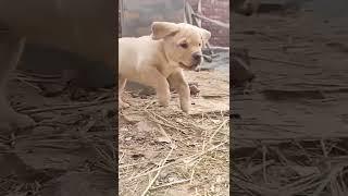 Labrador dog puppy | best quality Labrador dog puppy | cute puppy | dog puppy | #short #dog #youtube