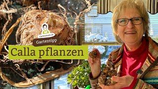 Wenn die Knollen treiben: Calla pflanzen