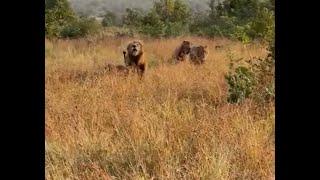 One Eyed Mapoza Male Lion with Sons | Kruger | 21 April 2024