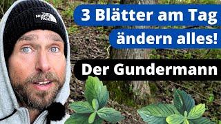 Gundermann - MEGA Wirkung! Mehr als eine Heilpflanze | Gundelrebe Kräuterkunde