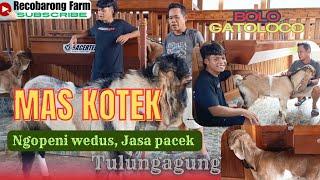 H. KOTEK NGOPENI WEDUS JERABANG‼️‼️   JASA PACEK JUGA MELAYANI ‼️‼️‼️