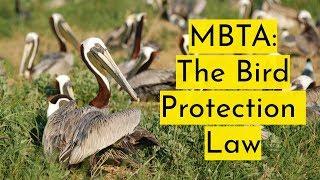 MBTA: The Bird Protection Law