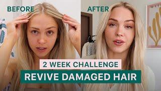 How I fixed my damaged hair in 2 weeks I COCO & EVE