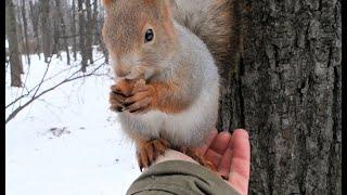 Ушастик - дикая ручная белка / Ushastik is a wild tame squirrel