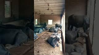 cheema farm #cheemafarmingcommunity #shortsfeed #youtubeshorts #viral #animal