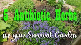 5 Natural Antibiotic Herbs to Grow in Your Survival Garden ~ Preparedness