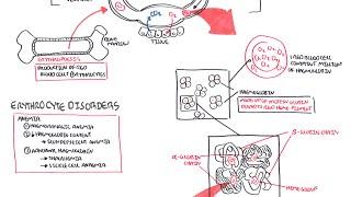 Haematology - Red Blood Cells