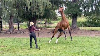 He Keeps Bucking her Off! Is It a Leadership issue?