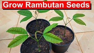 Grow Rambutan from Seed: FUN and Easy! (English)