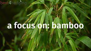 A Focus On: Bamboo