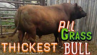 Registered Red Angus bull, The thickest ALL grass fed bull in America.