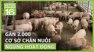 Gần 2.000 cơ sở chăn nuôi ngừng hoạt động | VTC16