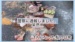 [多肉植物]帰ったらこんなことに…警察に通報しました。