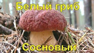 Белый гриб Сосновый. Где собирать, польза для здоровья.