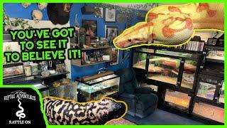 THE GREATEST REPTILE ROOM IN THE COUNTRY!