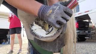 My Favorite Hoof Knife - Why I Love This Knife - Hoof Trimming Draft Horse