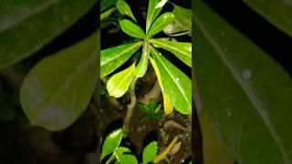 First Flower in grafted Adenium#garden#nature#garden#viralvideo#flowers #flowergarden#gardening