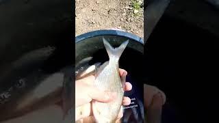 жена рыбачкаПоймала леща на поплавочку прикормка сработала