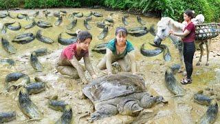 Harvest A Lot Of Fish And Big Turtle Go to market sell - Use Horse carry many Fish and Turtle