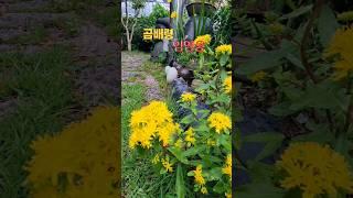 곰배령 #임영웅 #미스터트롯 #기린초